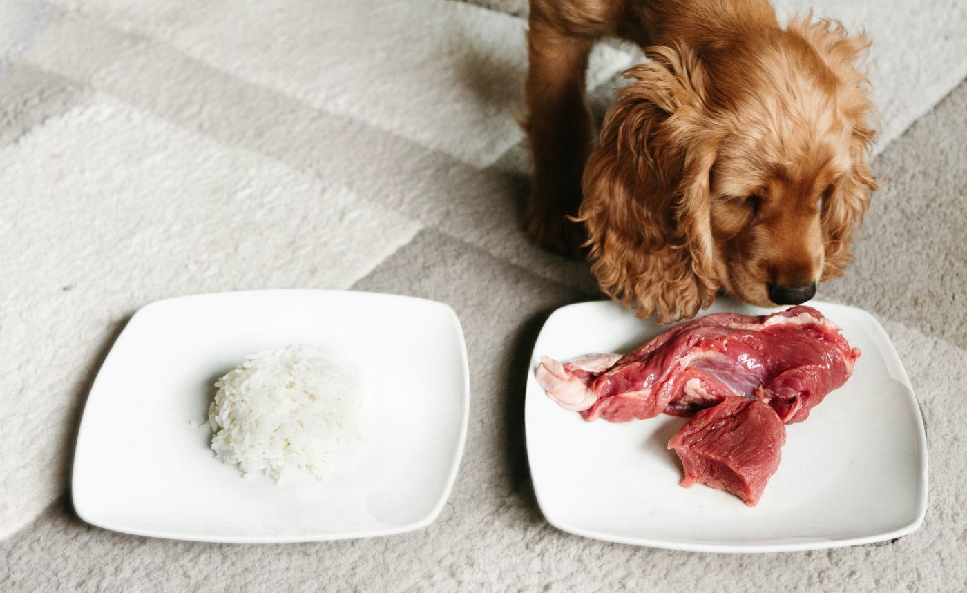 ¡Cuidado con los carbohidratos en la dieta de tu perro!