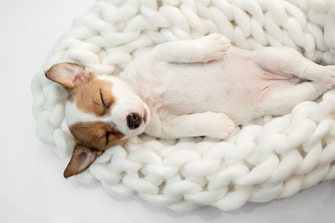 Elige la cama ideal para tu perro