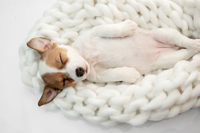 Elige la cama ideal de tu perro: Tips