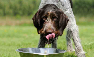 Los perros y el alimento seco